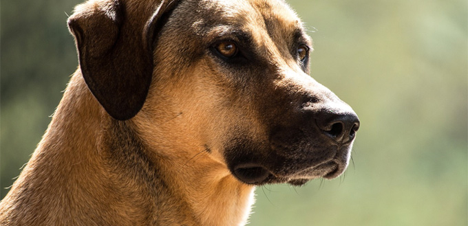 kangal musuclar breed