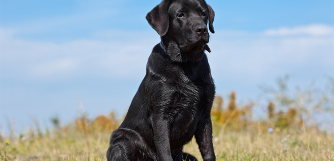 labrador retriever