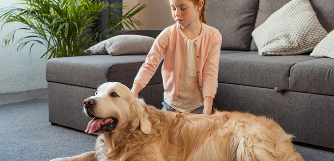 massaging a dog