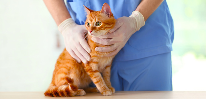 Best Age To Neuter a Cat Everything You Need To Know