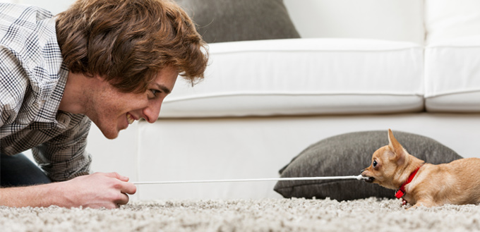 playing tug war with dog