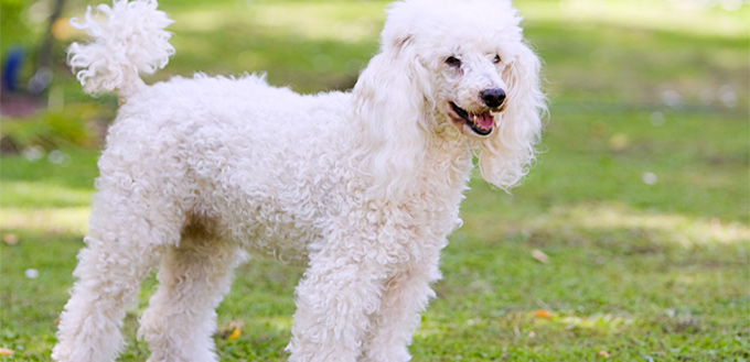 poodle emotional support breed