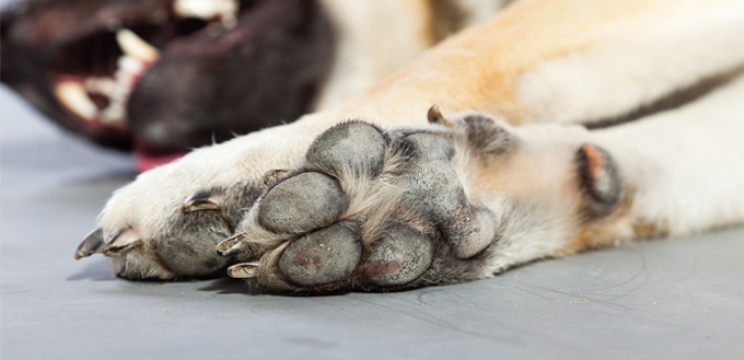 protect dog paws