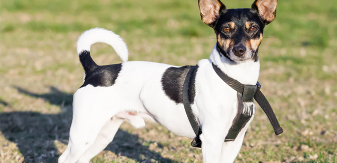 rat terrier muscular breed