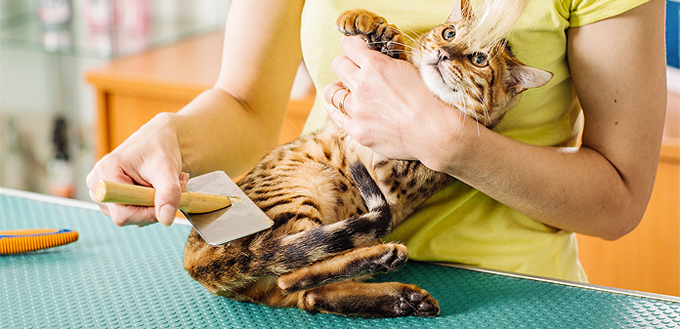 restraining cat for grooming