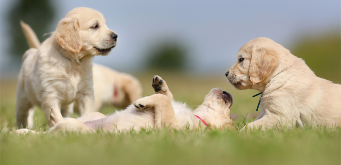 retriever temperament