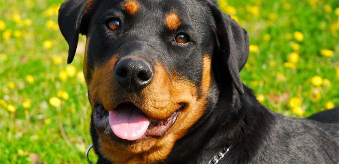 rottweiler muscular breed