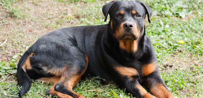 rottweiler dog