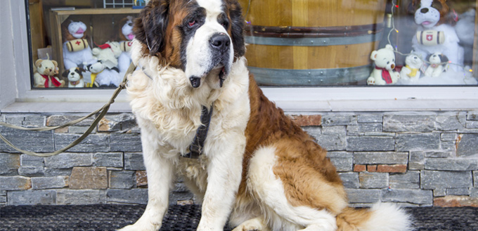 saint bernard dog