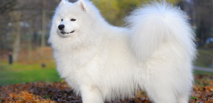 samoyed dog