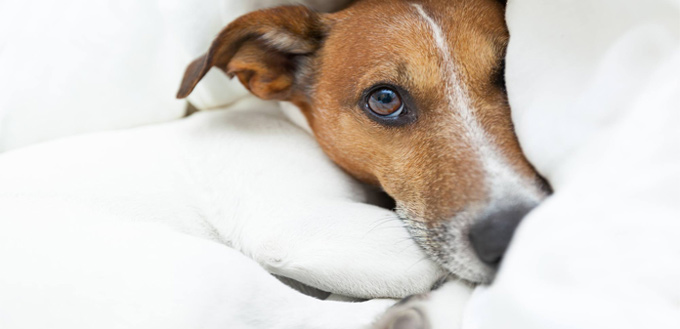 sick dog cancer symptoms