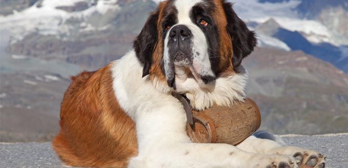 st bernard muscular breed