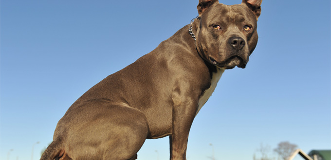 staffordshire bull terrier