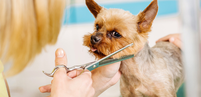 stop dog shedding