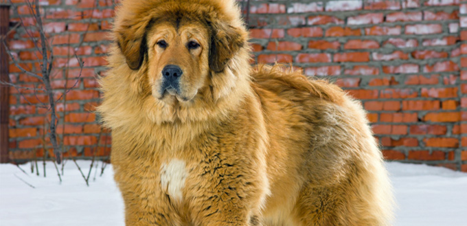 tibetan mastiff dog