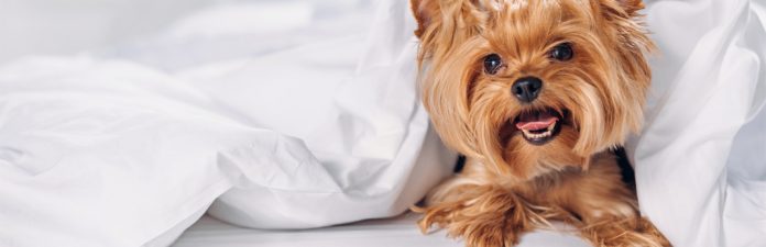 Tips For Cleaning Dog Beds | My Pet Needs That