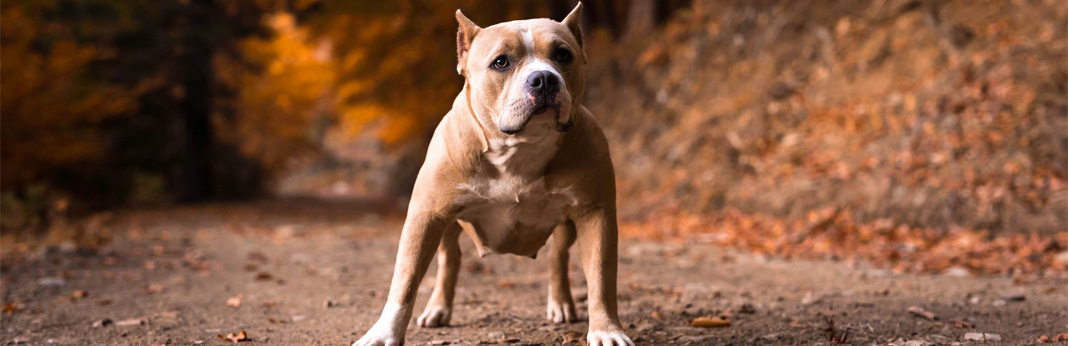 types-of-pitbull