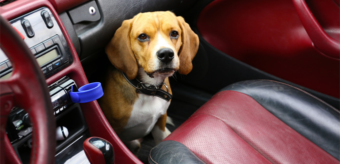 waterproof seat covers for dogs in car
