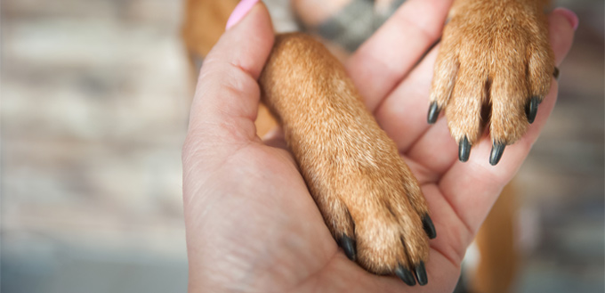 waxed dog paws