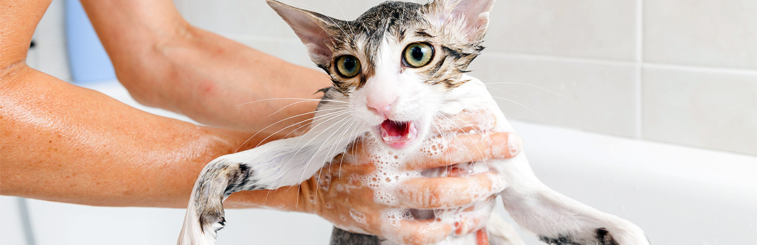 Why Don’t Cats Like Water How to Convince Them to Take a Bath