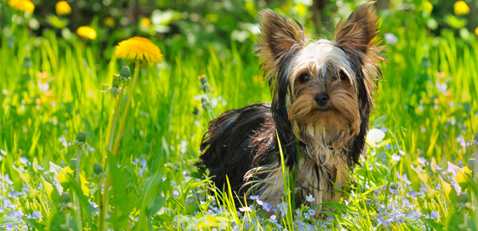 yorkshire emotional support breed