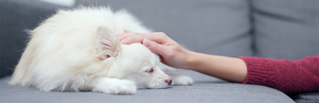 25 dog health warning signs