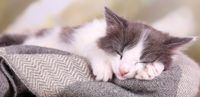 Cat Dreams and REM Sleep