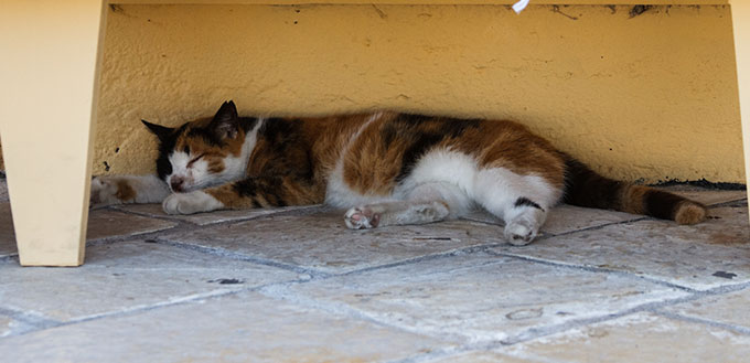 Cat sleeping outdoor