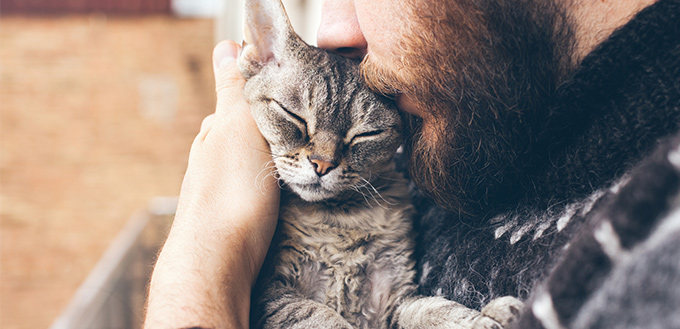 Cats Bump Their Heads Against You