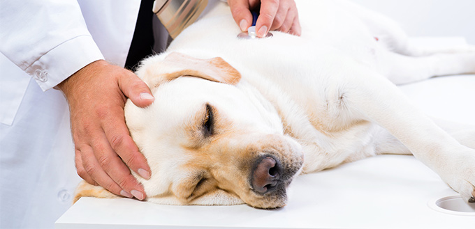 Causes of Canine Hernia