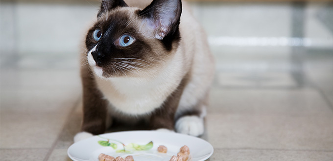 Choose the Best Cat Food