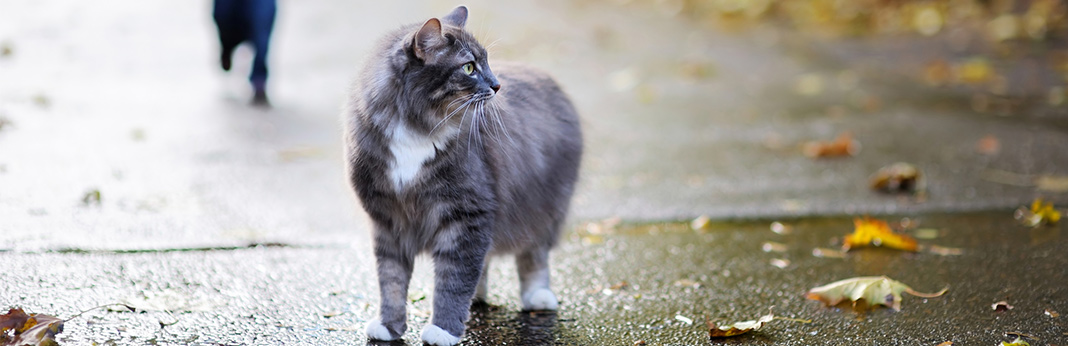 Feline Depression: Is Your Cat Sad