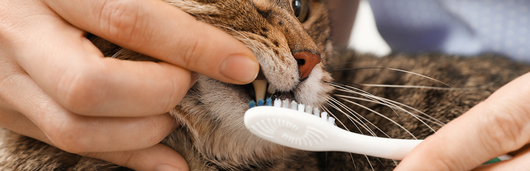 How to Brush Your Cat’s Teeth Properly?