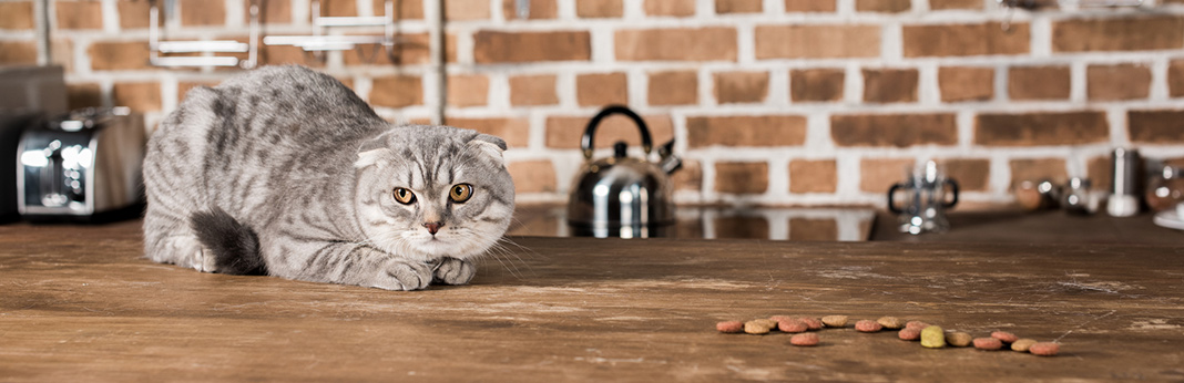 How to Choose the Best Cat Food for Your Feline | My Pet Needs That