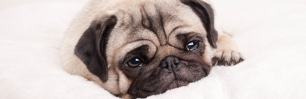 How to Remove Your Dog’s Tear Stains