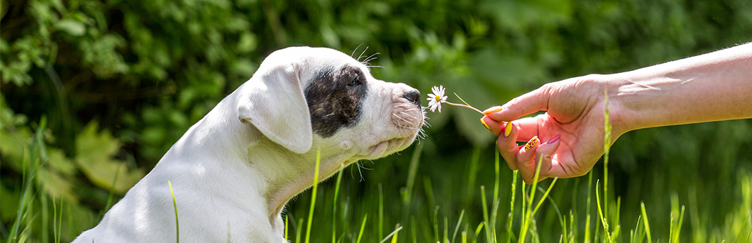 dog making snort noises dog making snort noises