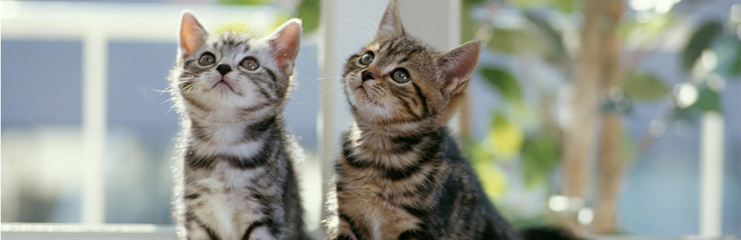 Understanding Cat Behavior and Body Language