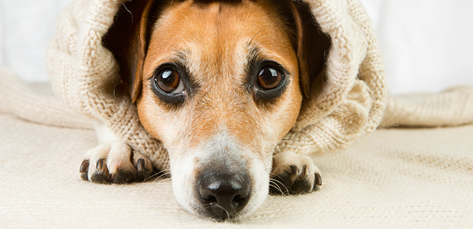 Understanding Tear Staining in Dogs
