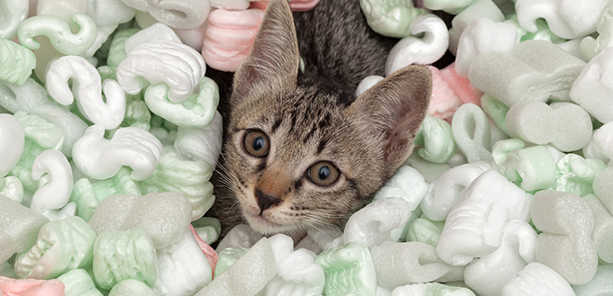Why Does My Cat Eat Plastic? | My Pet Needs That