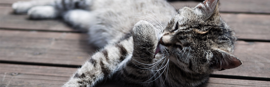 Why-Cats-Tongues-Are-Rough