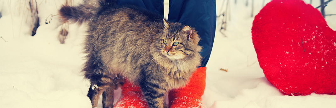 Why-Do-Cats-Bump-Their-Heads-Against-You