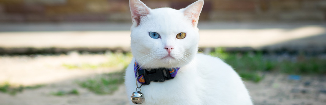 Why-Do-Some-Cats-Have-Two-Different-Coloured-Eyes