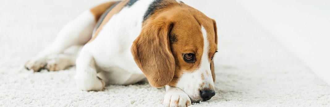 Why Does My Dog Lick The Carpet My Pet Needs That