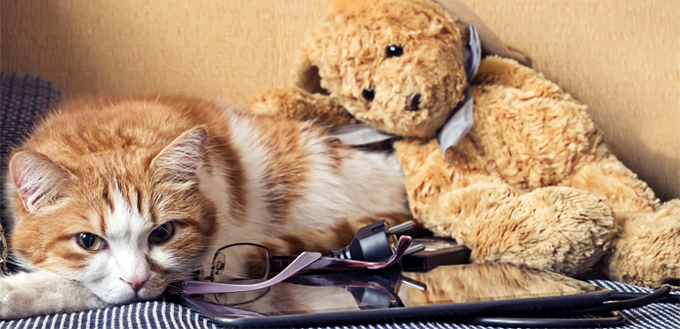 arthritic cat