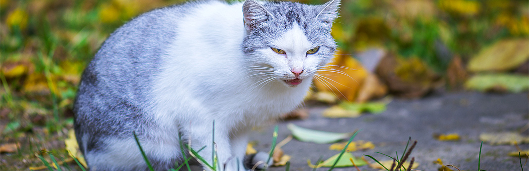 arthritis in cats