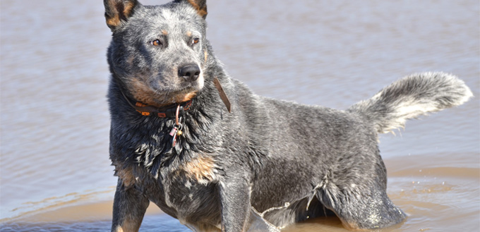 australian cattle dog smart breed