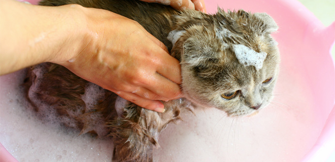 bathing a cat