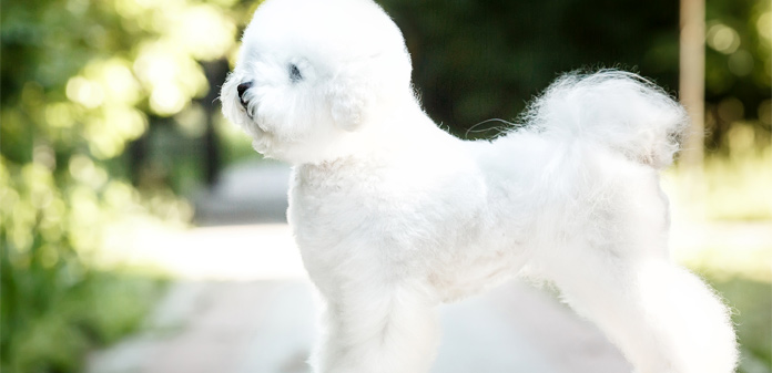 bichon frise breed