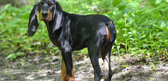 black & tan coonhound for students