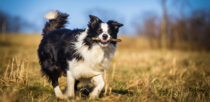 border collie smart breed